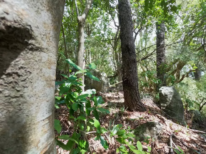 Vende Predio San Fabian, Naturaleza Plena (78894)