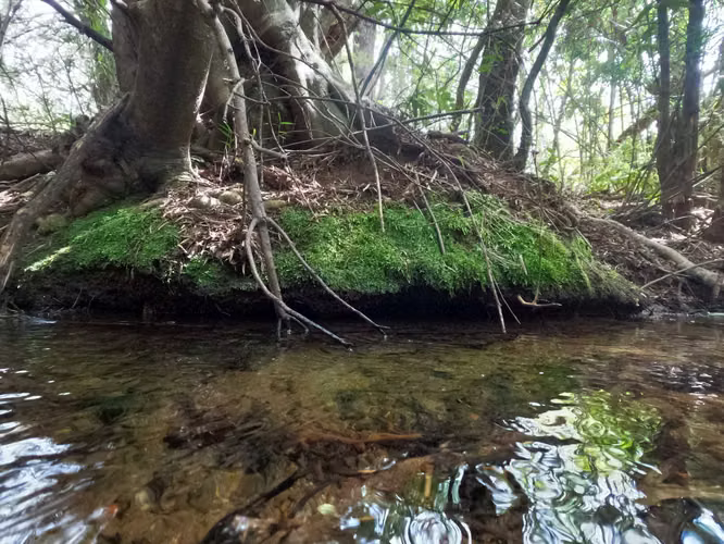 Vende Predio San Fabian, Naturaleza Plena (78894)