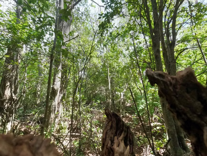 Vende Predio San Fabian, Naturaleza Plena (78894)