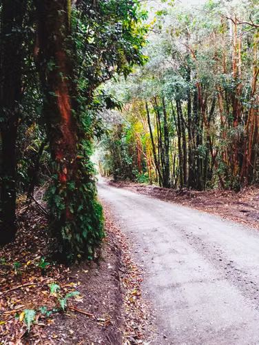 Puerto Varas, Ensenada,  Parque Volcanes - Imagen 4