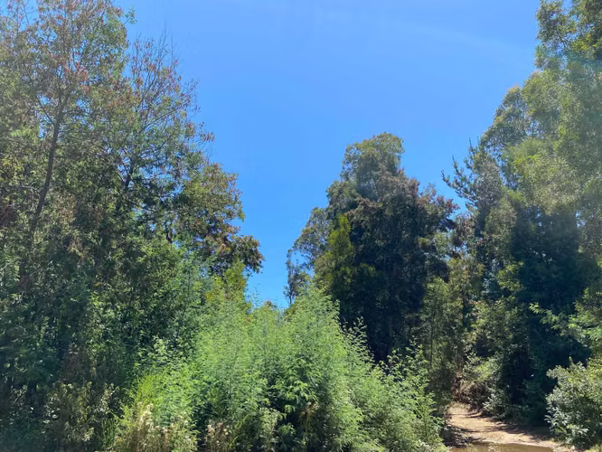 Curanipe / Cerros Pelados / 2 terrenos (80337)