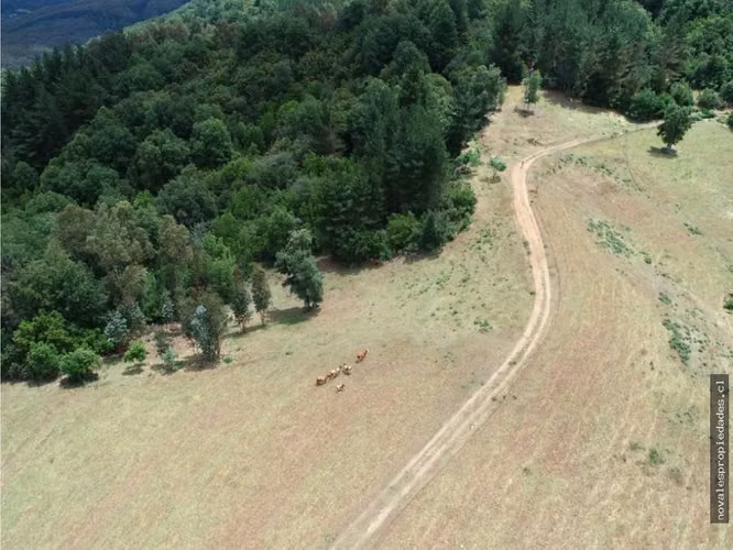 VENDE 23,6 HÁ. CAMPO A 29 KM DE NACIMIENTO