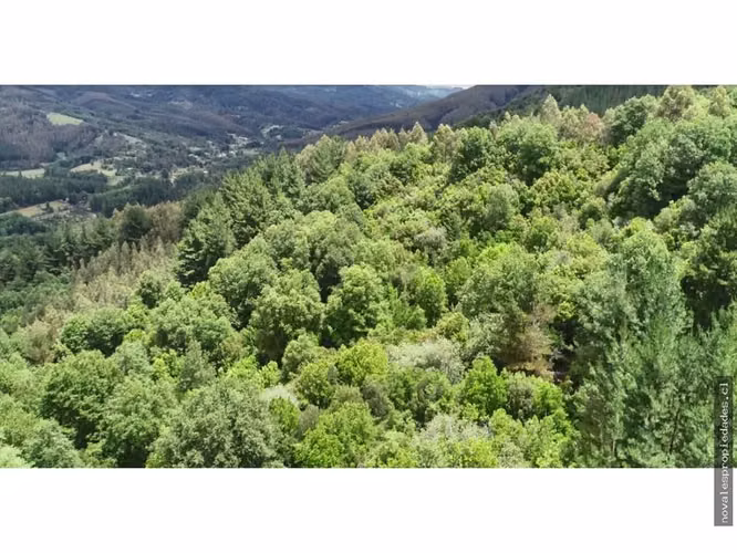 VENDE 23,6 HÁ. CAMPO A 29 KM DE NACIMIENTO