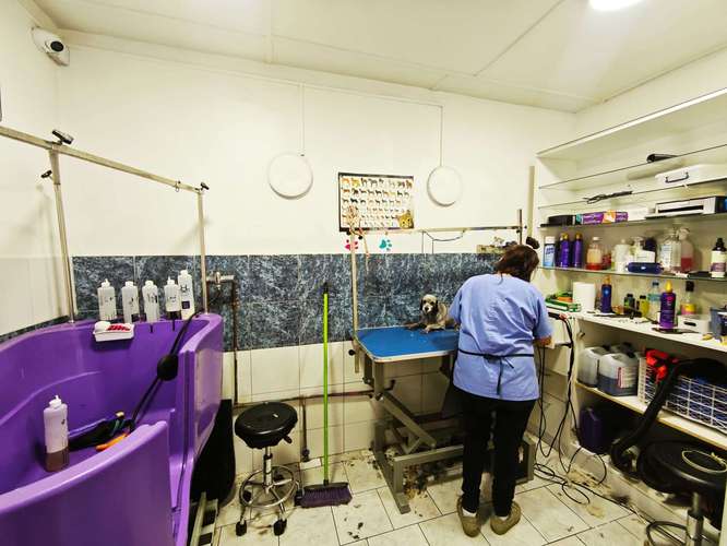 HOTEL CANINO, VETERINARIA VENTA DERECHO LLAVE (83396) - Imagen 21