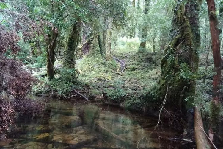 RÍO CISNES LOTE 14 LA MAGIA