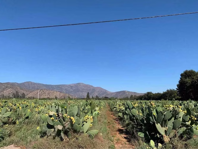 Parcelas Isla de Maipo Oferta BCI ! (83785) - Imagen 4