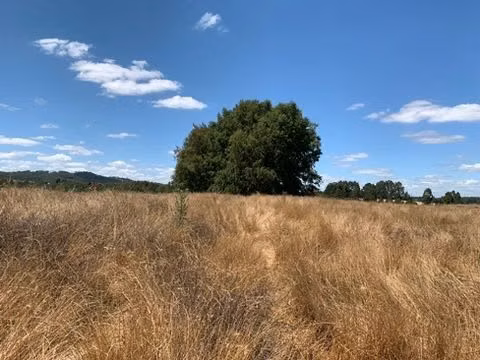 OPORTUNIDAD!! VENTA DE CAMPO 16,58 HA, PRECIO REBAJADO - Imagen 10