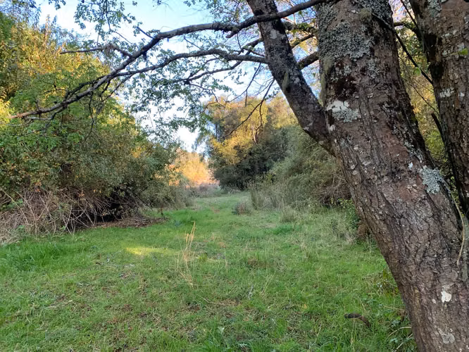 OPORTUNIDAD!! VENTA DE CAMPO 16,58 HA, PRECIO REBAJADO - Imagen 2