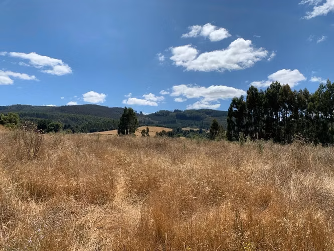 OPORTUNIDAD!! VENTA DE CAMPO 16,58 HA, PRECIO REBAJADO - Imagen 11