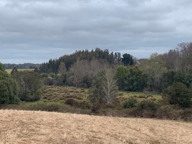 OPORTUNIDAD!! VENTA DE CAMPO 16,58 HA, PRECIO REBAJADO - Imagen 19