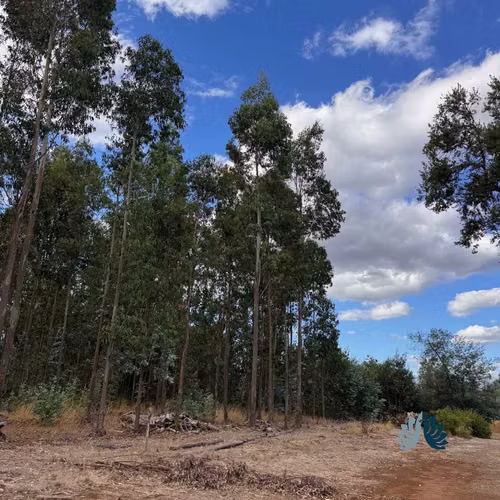 Venta de Parcelas a 5 Km de Collipulli (86262)