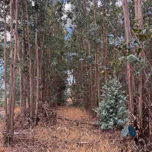 Venta de Parcelas a 5 Km de Collipulli (86262)