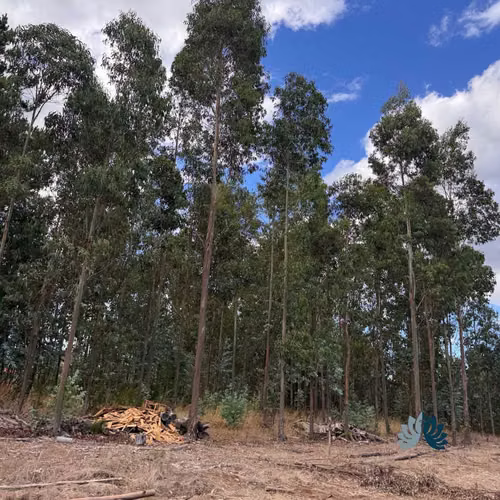 Venta de Parcelas a 5 Km de Collipulli (86262)