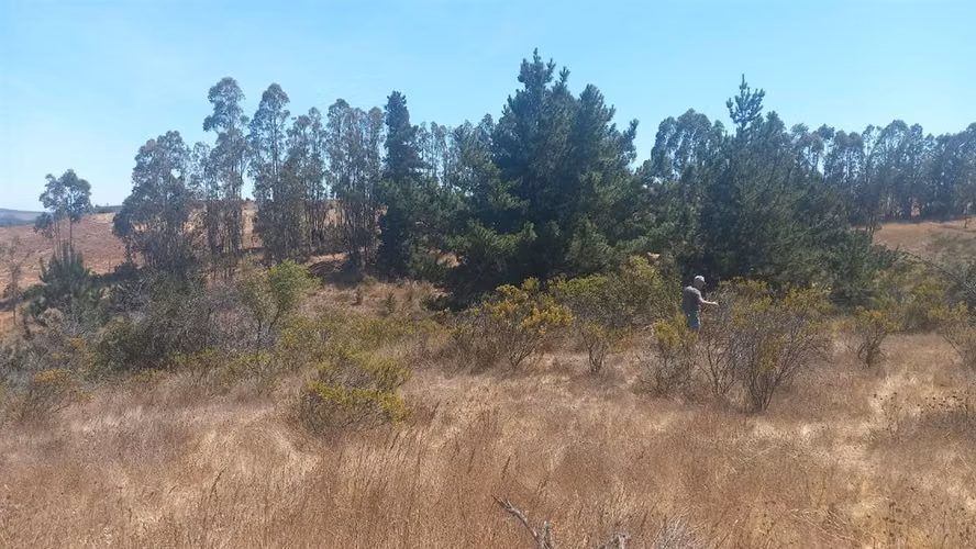 TERRENO CONSTRUCCION Parcelación La Aguada de Bucalemu