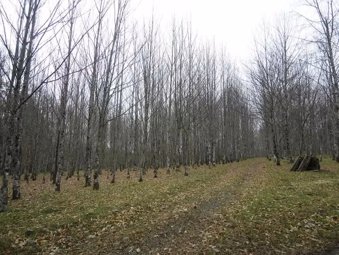 AGRICOLA Localidad de Malalhue