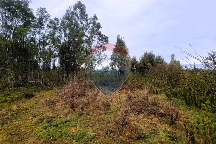 Venta 5,21 hà planas en fresia, la coihuería