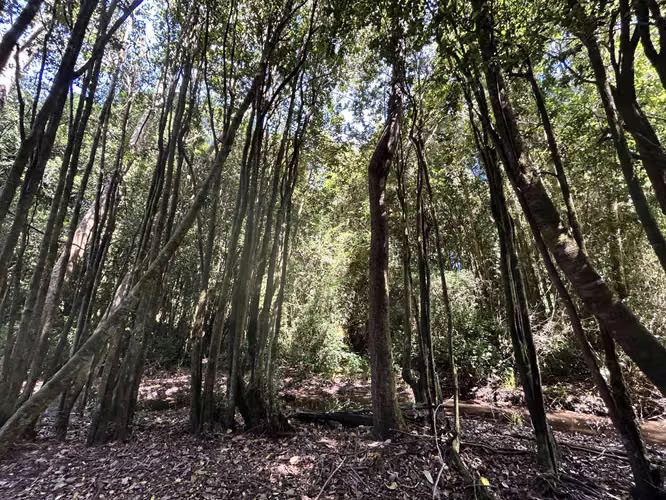 ¡Oportunidad! Vendo hermoso terreno al lado de la ruta 5 Sur altura Mafil .