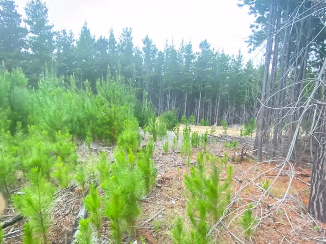 GRAN TERRENO EN SECTOR ALTO COLORADO (89674)