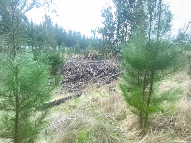 GRAN TERRENO EN SECTOR ALTO COLORADO (89674) - Imagen 4