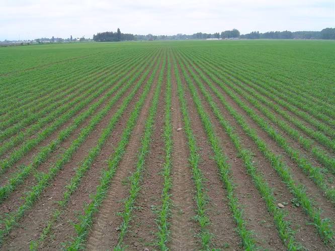 Terreno agrícola con derechos de agua (89921)