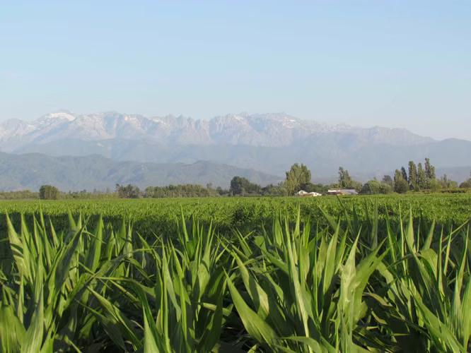 Terreno agrícola con derechos de agua (89921)