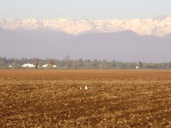 Terreno agrícola con derechos de agua (89921)
