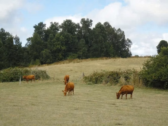 AGRICOLA Malihue