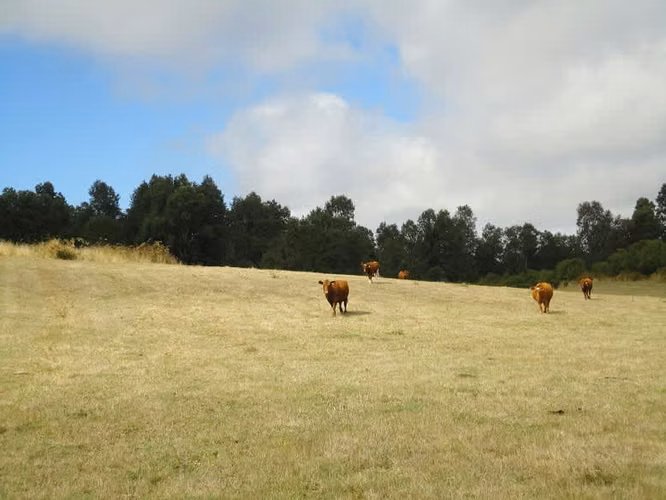 AGRICOLA Malihue