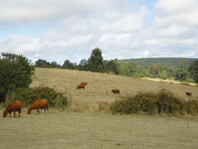 AGRICOLA Malihue