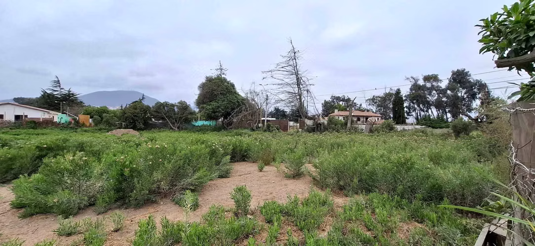 Venta Parcela, 5.450mt2 La Serena (90993)
