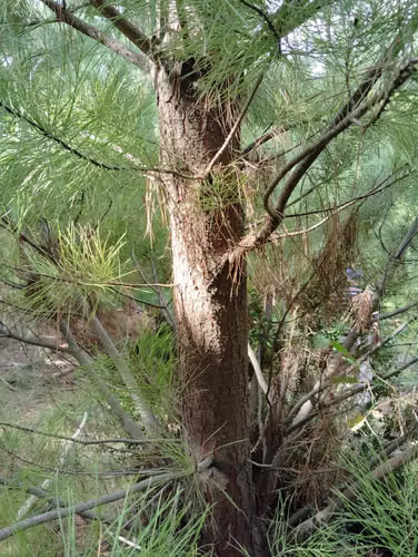 Oportunidad de negocio agroforestal: predio en venta