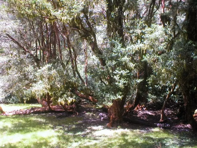 Reserva de la Biósfera Bosques Templados Lluviosos de los Andes Australes.