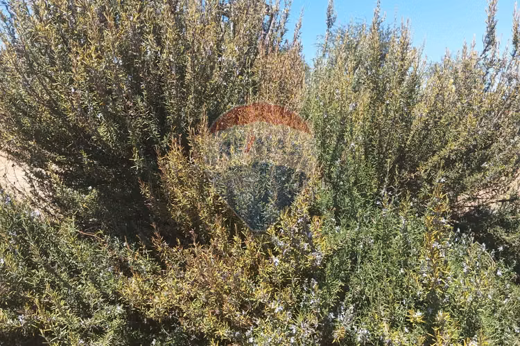 Casa en melipilla. oportunidad - Imagen 9