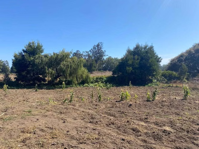 Parcela en Arauco a pasos de Extensa Playa (92707)