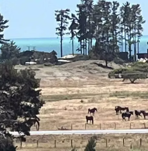 Parcela en Arauco a pasos de Extensa Playa (92707)