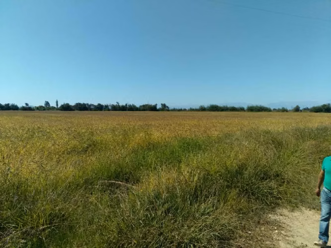 HUIMEO, LONGAVÍ