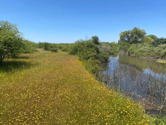Campo 65 ha – Potencial Avellano Europeo – Ñiquén