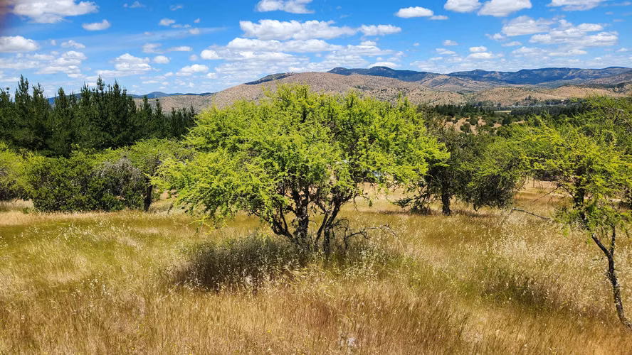 Hermosa Parcela 5.000 metros en comuna de Pancahue.