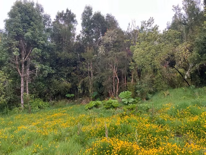 PARCELA NUEVA BRAUNAU