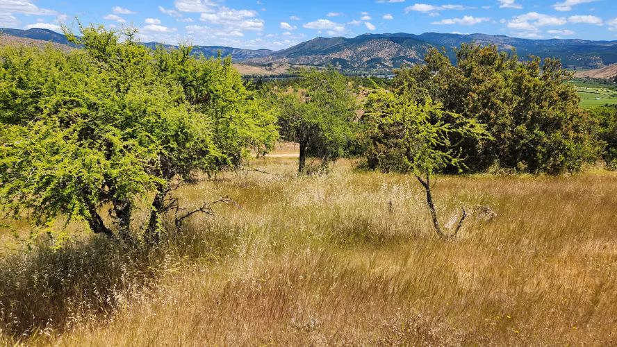 Hermosa Parcela 5.000 metros en comuna de Pancahue.