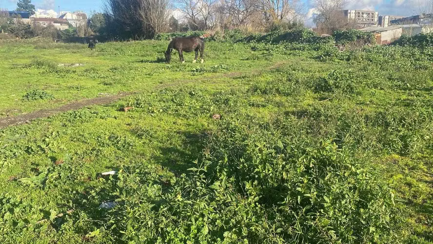 6500m2  Terreno en Concepción  (102538) - Imagen 2