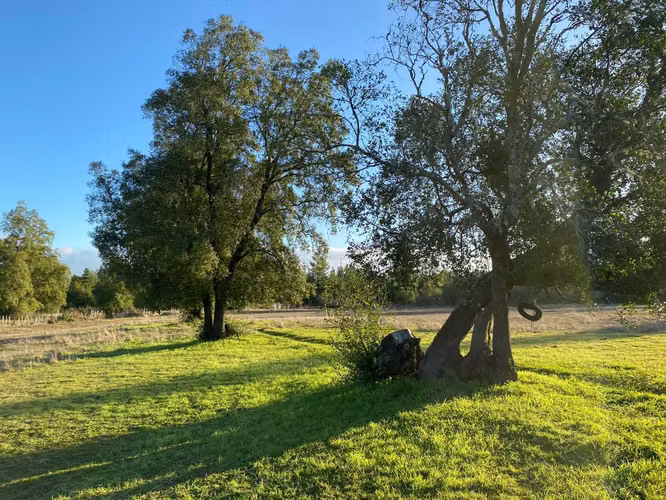 Plano y muy bonito (104004)