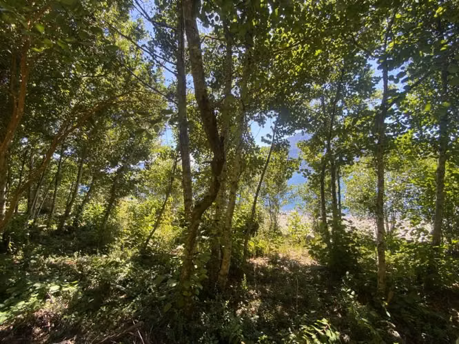 LAGO RANCO, PITREÑO - Imagen 10