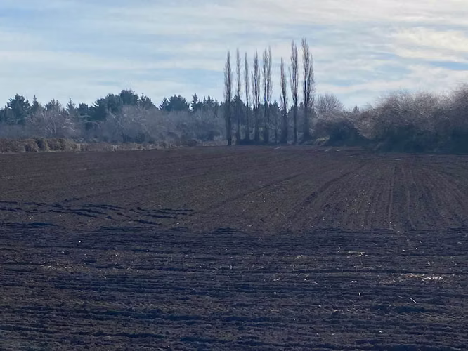 Muy cerca de Ruta Nahuelbuta (104164)