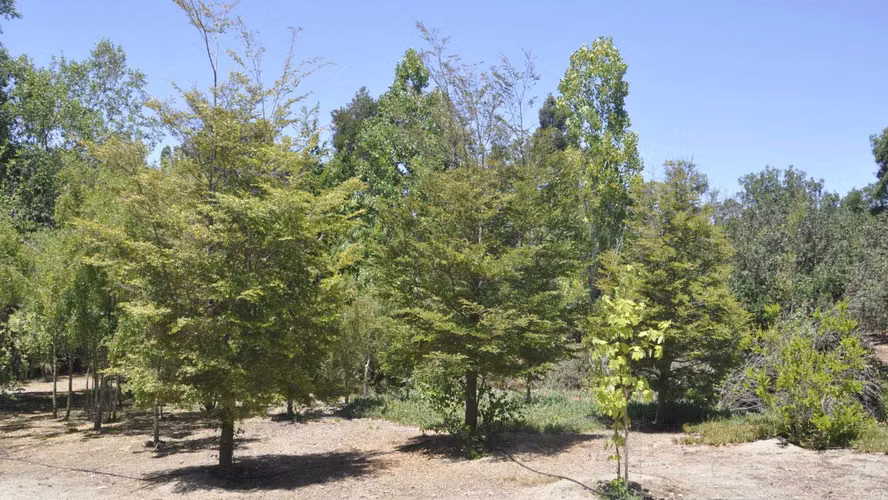 Venta Fundo Porvenir Casablanca (104438)