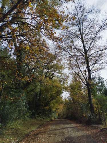 Terreno Nativo / Santa Barbara (101390)