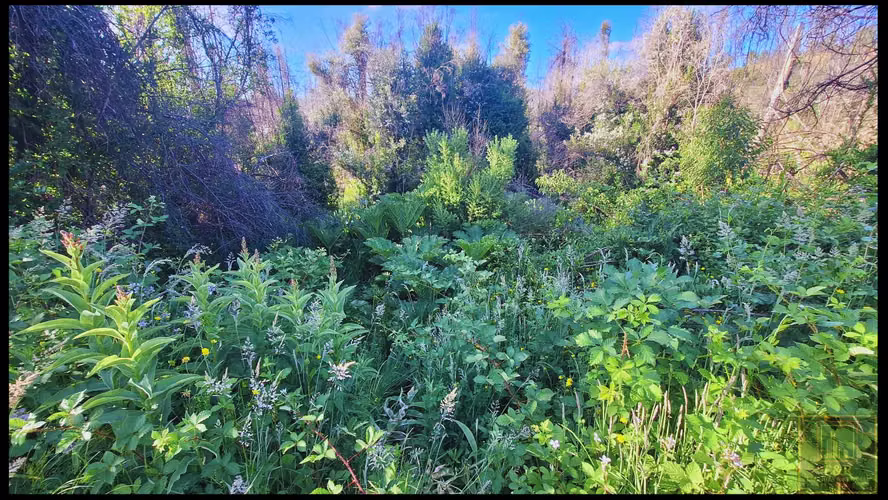SE VENDEN TERRENOS EN SANTA JUANA , RURAL  (104525)