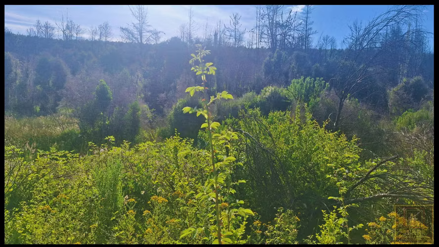 SE VENDEN TERRENOS EN SANTA JUANA , RURAL  (104525)