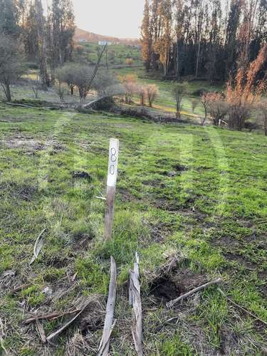 Parcela en Culiprán – 5.000m² con Luz  (105538) - Imagen 15