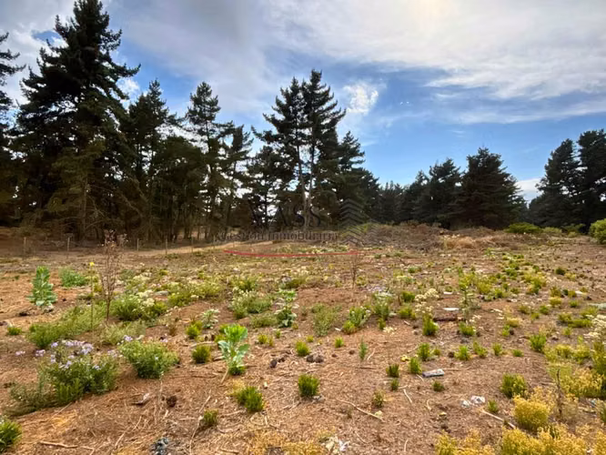 VASS vende terreno 1.600 m2 en Los Pinos de Reñaca. Viña del Mar
